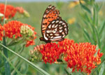 variegated fritillary butterfly native to Wisconsin and its Driftless Area