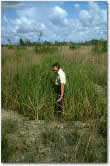 photo of Aaron in sawgrass marsh