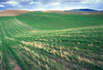 no-till farming of wheat in Whitman County, Washington (NRCS photo)