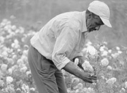 Elderly man picking flowers
