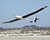 Autonomous Soaring model in flight