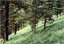 Vegetation Plot - August 1983