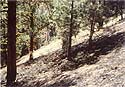 Vegetation Plot - August 1989