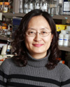 Youn-Jeong Choi, Ph.D.