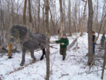 Horses are used to help remove trees that are directly touching or shading out the canopy of mature sugar maple trees