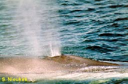 fin whale blow