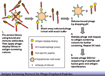 A graphic displaying the steps necessary to screen for and isolate an antigen from antibodies obtained from sick fish