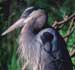 Photograph of a seabird.