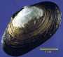 photo of vent clam