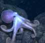 photo of octopus
