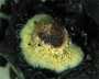 photo of anemone