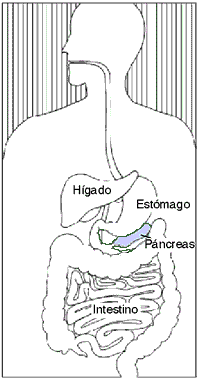 Imagen del aparto digestivo