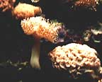 sea corals