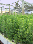 pine seedlings at the LDNR plant materials center (NRCS photo)