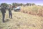 demonstrations at Nebraska farms, including this one where cattle graze standing corn during the pasture's "summer slump," highlighted livestock systems that reduce feeding costs. The systems also require less labor, lessen odor, flies and dust, and minimize manure concerns.   (SARE photo by Wyatt Fraas — click to enlarge)