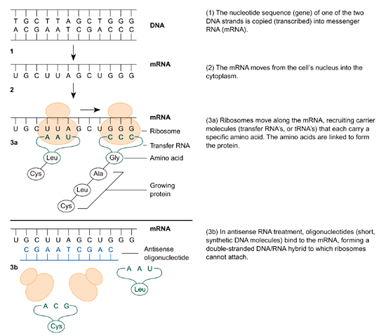 The conversion of genetic information into protein without and with antisense RNA treatment
