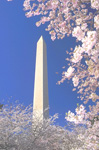 Washington monument at cherry blossom time