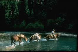Horses Crossing a River