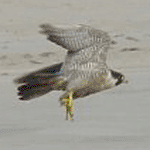 Peregrine falcon in flight