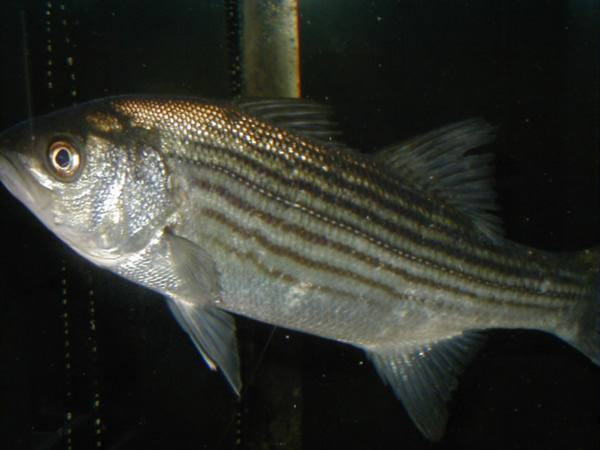 picure of striped bass (Soundwaters.org)