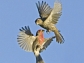 a mated pair of house finches