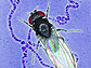 fruit fly graphic