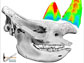 drawing of rhino skull