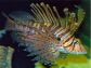 Venomous Pterois Lionfish