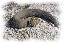 photo of a snake