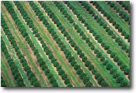 aerial photo of crops planted in rows