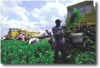 photo of farmers working in a field