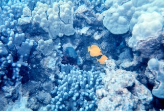 Coral reef - Hawaii - The Coral Kingdom Collection - Dr. James P. McVey, NOAA Sea Grant Program