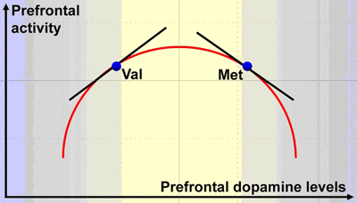 Graph plotting Prefrontal Activity against Prefrontal Dopamine Levels; the graph has the shape of an inverted U.