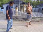 researchers carry a net with cobia broodstock