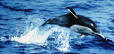 There are almost 40 species of dolphin in 17 genera. They vary in size from 1.2 metres and 40 kg (Heaviside's Dolphin), up to 7 metres and 4.5 tonnes (the Killer Whale). Most species weigh between about 50 and about 200 kg. They are found worldwide, mostly in the shallower seas of the continental shelves, and all are carnivores, mostly taking fish and squid.