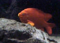 Garibaldis are renowned for their brilliant orange color and grow up to 35 centimetres in length. They live at depths of up to 30 metres, usually in association with reefs, and typically over rocky sea-bottoms. They feed mainly on invertebrates that they remove from the rocks. Adult Garibaldis maintain a home territory; the male clears a sheltered nest site within his territory, and the female then deposits eggs within it, the male subsequently guarding them.