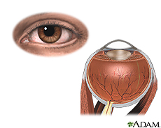 Illustration of external and internal eye anatomy