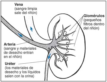 Imagen mostrando el funcionamiento de de un riñón sano por el cual los desechos de la sangre son limpiados una vez que llegan al riñón y la sangre limpia fluye nuevamente hacia el cuerpo