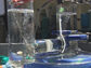 Photo shows the new, efficient oxygen catalyst in action in Dan Nocera's laboratory at MIT.