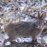 A brown marsh rabbit stands on wet ground.