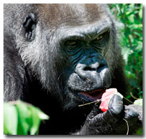 Gorilla [AP Photo]