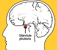 Ilustración del cráneo de un ser humano ilustrando la localización de la glándula pituitaria