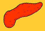 Ilustración del pancreas