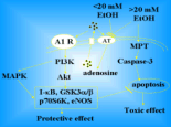 Bimodal action of ethanol on HUVEC. AT, adenosine transporter; A1 R, adenosine A1 receptor. 