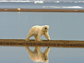 Photo of polar bear and melting ice.