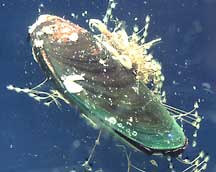 typical Asian green mussel 