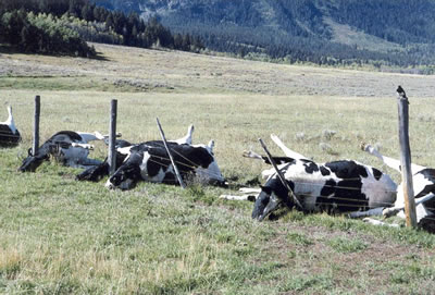 cows killed by lightning near metal fence