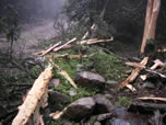 remains of shattered pine tree hit by lightning
