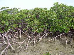 Mangrove trees are a critical component of backreef systems