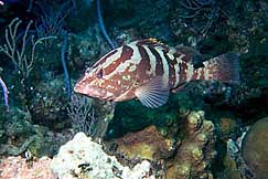 This solitary Nassau grouper, an endangered species, lives in the back reef habitat.